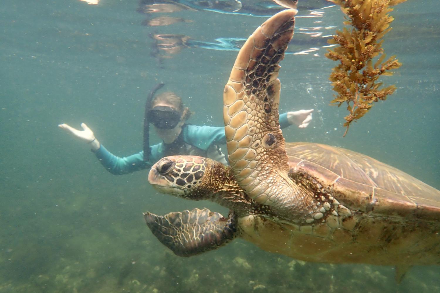 一名<a href='http://ezm.spreadcrushers.com'>bv伟德ios下载</a>学生在Galápagos群岛游学途中与一只巨龟游泳.